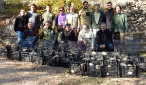 Alliberament tortugues mediterrànies al Montsant